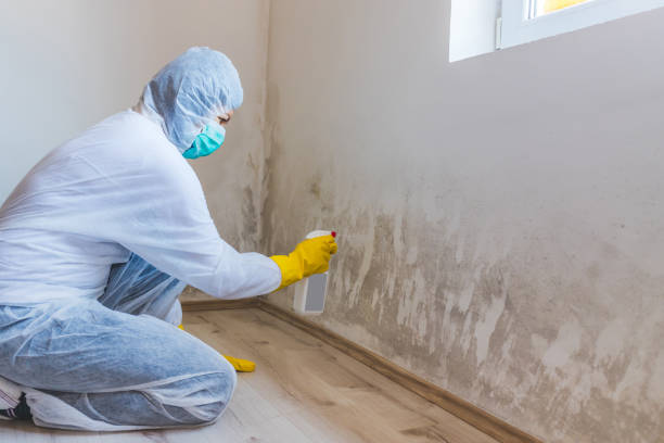 Licensed Basement Mold Remediation service in Howard, PA - WQB Mold Removal